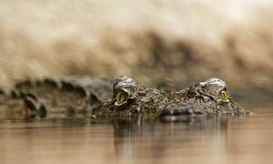 Τρόμος: Κόλλησαν σε βάλτο με κροκόδειλους – Η κίνηση που τους έσωσε (pics)