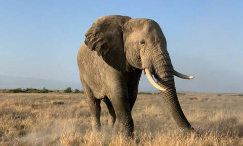 Έχεις ακούσει ποτέ ελέφαντα να φτερνίζεται; (pics+vid)