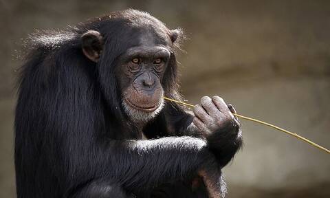 Απίστευτο: «Γκατζετάκιας» χιμπατζής χαζεύει φωτογραφίες στο Instagram (vid)