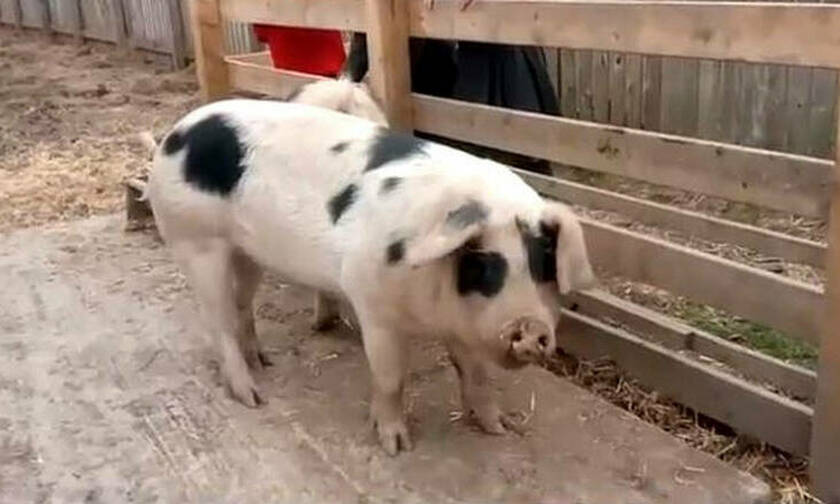Διευθυντής σχολείου στέλνει στο σφαγείο τα γουρούνια που μεγάλωσαν οι μαθητές 