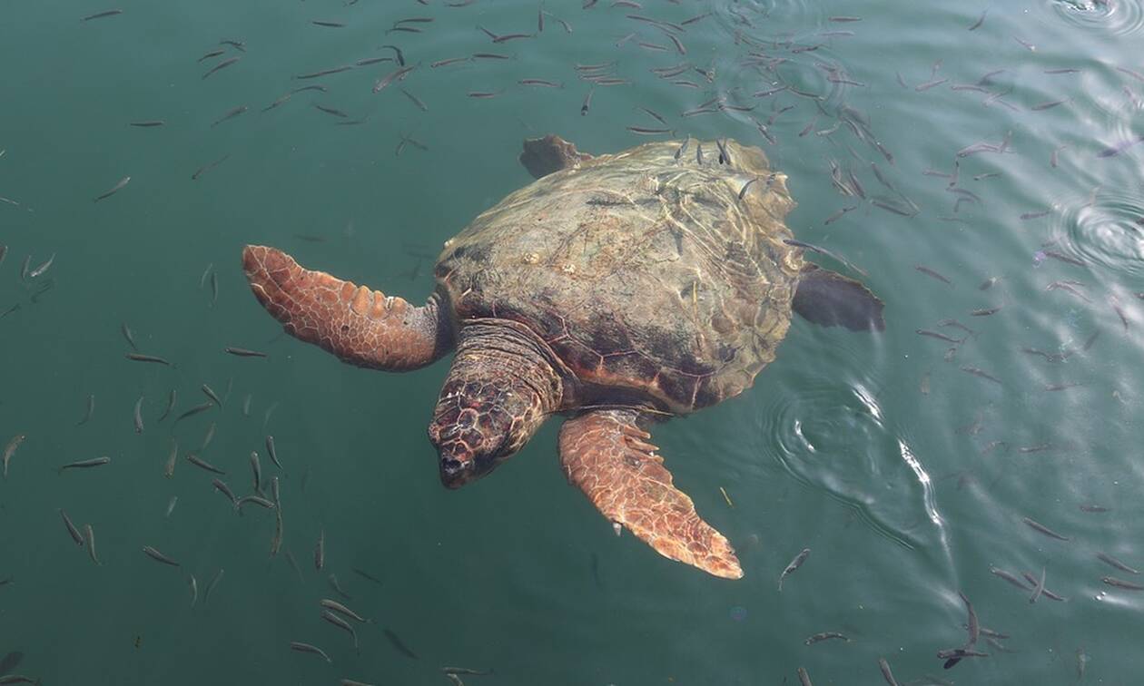 Σοκαριστικές εικόνες στο Κατάκολο: Βρίσκουν στην παραλία σκοτωμένες χελώνες (pics)