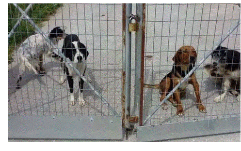 «Κολαστήριο» το δημοτικό καταφύγιο αδέσποτων ζώων στο Βόλο - Σοκαριστικές εικόνες