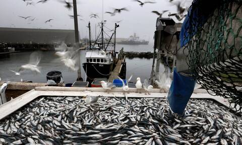 Σταματήστε να τρώτε ψάρια: Η δραματική έκκληση που μας αφορά όλους