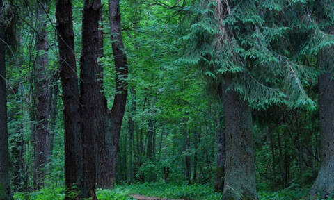 Μήπως είδες στο όνειρό σου δάσος;