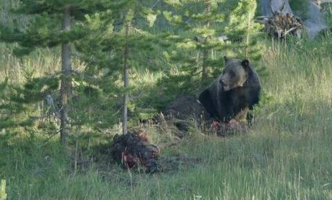 Δύο αρκούδες τρώνε άγριο ζώο μέχρι τη στιγμή που εμφανίζεται ένας λύκος... (video)