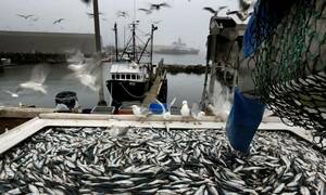 Χίος: Ο ψαράς έμεινε για ώρες άφωνος με αυτό που έβγαλε από τη θάλασσα (pics)