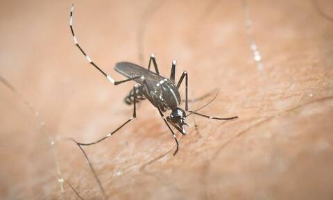 Προσοχή στον ιό του Δυτικού Νείλου - Ξεκίνησε η περίοδος κυκλοφορίας των κουνουπιών 