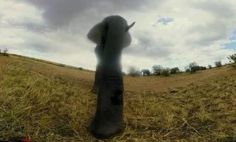Πώς αντέδρασαν ελέφαντες όταν ανακάλυψαν μία κρυμμένη κάμερα (vid)