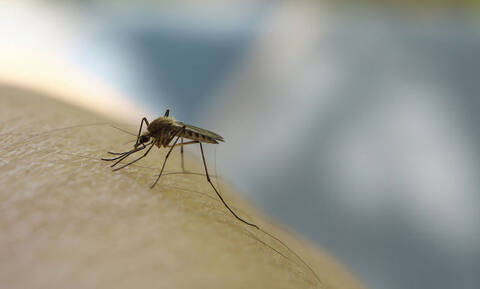 Μ’ αυτά διώχνεις μακριά τα κουνούπια από το σπίτι (pics)