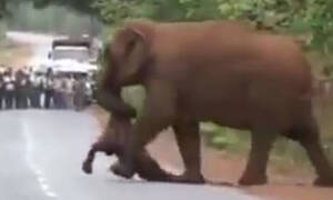 Το βίντεο που συγκλόνισε τoν πλανήτη: Ελέφαντες «κηδεύουν» το νεκρό ελεφαντάκι τους