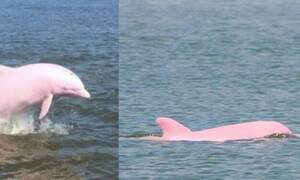 Ροζ δελφίνι κάνει βουτιές στο νερό και παίζει με τη μητέρα του (pics&vid)