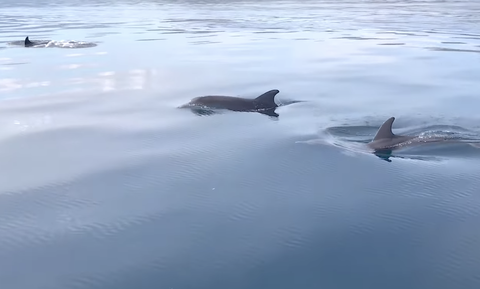 Μαγευτικό βίντεο: «Xορός» δελφινιών στον Μαλιακό Κόλπο