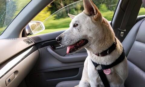 Φρίκη στο Βόλο: Άφησε το σκύλο στο αυτοκίνητο και πέθανε από τη ζέστη