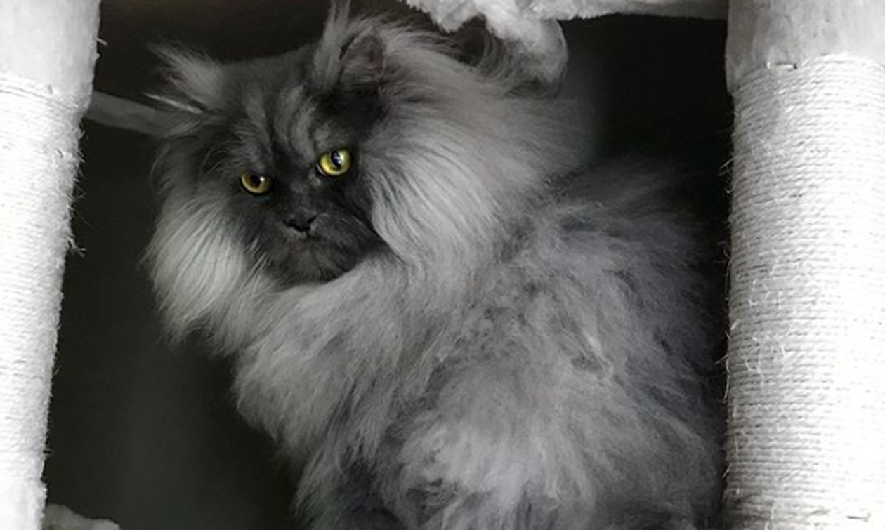 Αυτός ο γάτος λατρεύεται από το Instagram: Δείτε γιατί (pics)