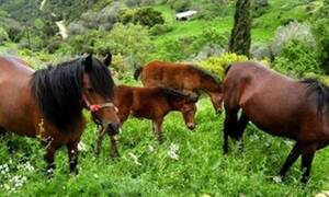 Το Γιοργαλίδικο άλογο της Κρήτης είναι η αρχαιότερη ράτσα στον κόσμο (pics+vid)