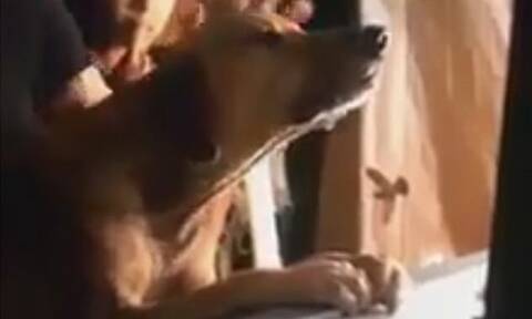 Συγκινητικό! Σκύλος δεν φεύγει από το φέρετρο του αφεντικού του (photos+video)