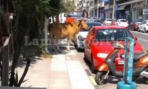 Αφηνιασμένος ταύρος έτρεχε στους δρόμους της Λαμίας (pics+vids)