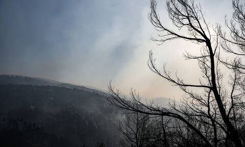 Φωτιά Εύβοια: Τραγικός απολογισμός 25.000 καμένα στρέμματα δάσους - Μάχη με τις αναζωπυρώσεις