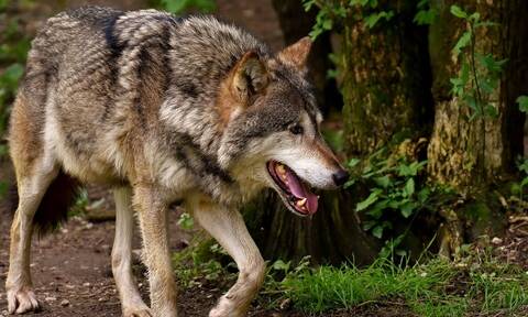 Αποκαλυπτική μελέτη: Οι λύκοι της Πάρνηθας εξελίσσονται σε απειλή για τους πληθυσμούς ελαφιών