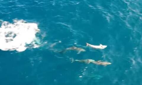 Δελφίνια επιτίθενται σε κοπάδι από σαρδέλες – Εντυπωσιακό βίντεο από drone (vid)