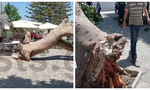 Πανικός στην Πάρο: Δέντρο έπεσε στην είσοδο της Εκατονταπυλιανής και πλάκωσε άνθρωπο (pics)
