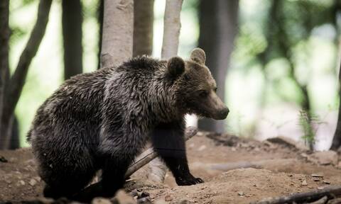 Αναστάτωση στη Φλώρινα: Αρκούδα κινείται κοντά σε κατοικημένη περιοχή