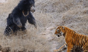 Μάχη μέχρι θανάτου: Γιγάντια τίγρη ενάντια σε μανιασμένη αρκούδα (vid)