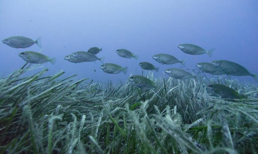 Εισβολή ξενικών ψαριών στο Αιγαίο: Ποια είναι τοξικά και επικίνδυνα