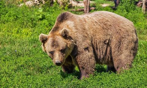 Καστοριά: Αρκούδα επιτέθηκε σε βοσκό - Σώθηκε από θαύμα