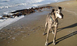 «Νεκροταφείο του Ατλαντικού»: Έβγαλε βόλτα τον σκύλο του - Άφωνος με αυτό που ανακάλυψε (pics)