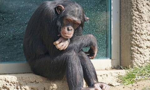 Συγκλονιστικό: Ετοιμοθάνατος χιμπατζής συναντά φίλο του και «ζωντανεύει» ξανά