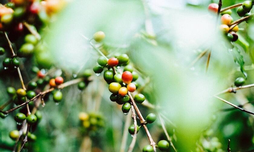 Dimello Home Blends: Όταν ο καφές φτάνει από το καφεόδενδρο κατευθείαν στο σπίτι μας 