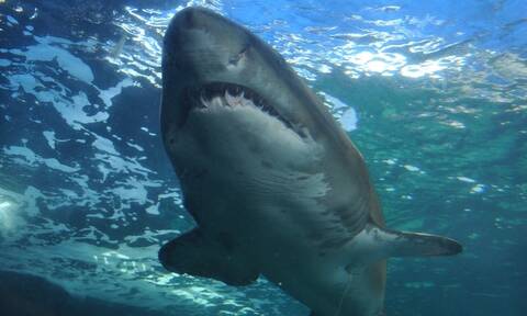 Τρόμος στην Αυστραλία: Καρχαρίας κατασπάραξε κολυμβητές (vid)