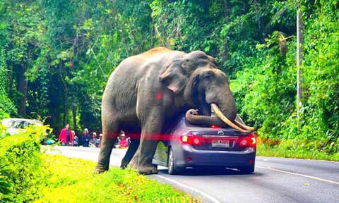 Δείτε έναν ελέφαντα να παίζει με ένα αυτοκίνητο και να το καταστρέφει