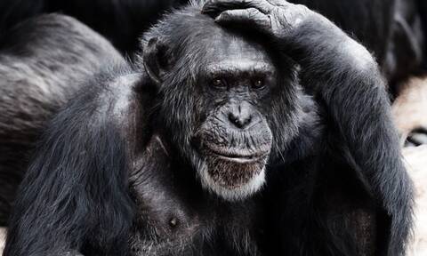 Πέταξε τσιγάρο σε κλουβί χιμπατζή - Θα πάθετε ΣΟΚ όταν δείτε τι έκανε (pics)