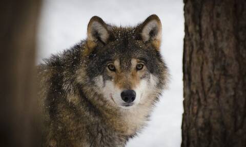 Κοζάνη: Κλειδώθηκαν στο καφενείο για να γλιτώσουν από τους λύκους (video)