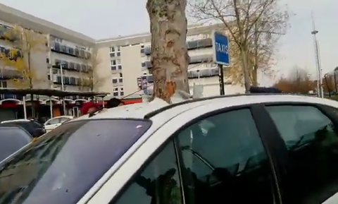 Σάλος στα social media! Τεράστιο δέντρο φύτρωσε μέσα σε αμάξι - Οι θεωρίες συνομωσίας (vid)