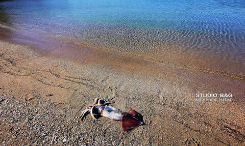 Τρομερή ψαριά στο Ναύπλιο: Ψαροντουφεκάς έπιασε καλαμάρι γίγας - Απίστευτες εικόνες