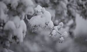Καιρός: Απίστευτη χιονόπτωση στην Αρβανίτσα Βοιωτίας – Εντυπωσιακό βίντεο