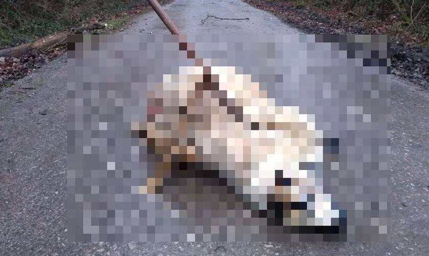 Bρήκαν σφαγμένο πρόβατο σε σατανιστική τελετή στη μέση του δρόμου με ανάποδο σταυρό δίπλα του
