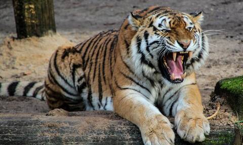 Τίγρης επιτέθηκε σε αγρότη - Δεν φαντάζεστε τι κόλπο έκανε για να γλιτώσει απ' τα δόντια της (vid)