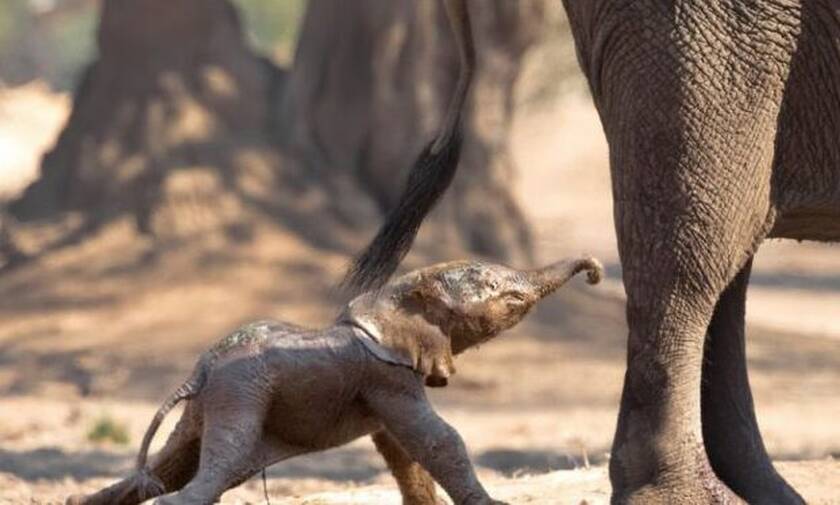 Συγκλονιστικό βίντεο: Ελεφαντάκι κάνει τα πρώτα του βήματα