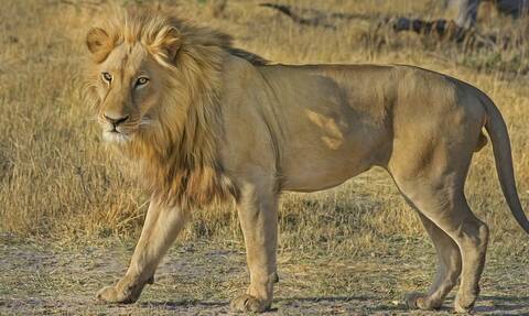 Εκατό αγριεμένα βουβάλια πήραν στο κυνήγι λιοντάρι - Απίστευτο αυτό που έκανε για να γλιτώσει (pics)
