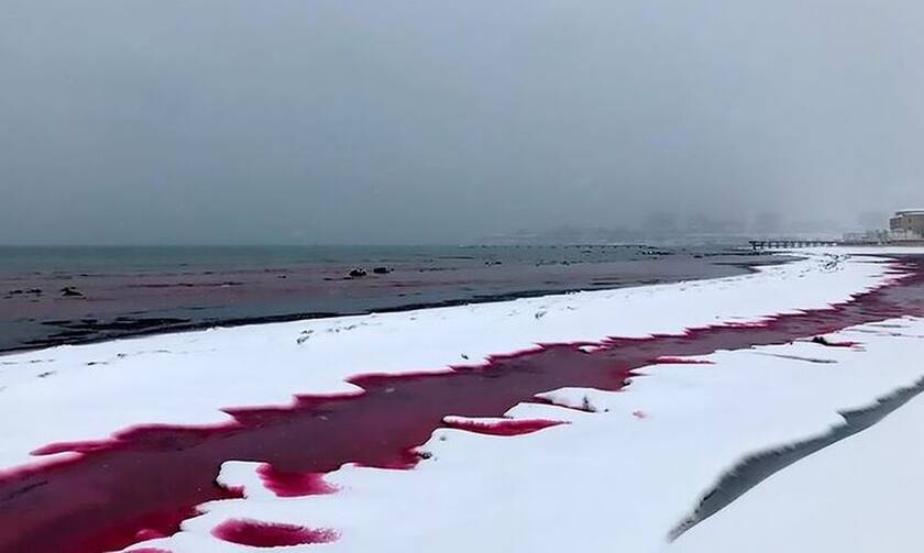 Ανατριχιαστικό: Η θάλασσα βάφτηκε με «αίμα» - Δείτε τι είχε συμβεί