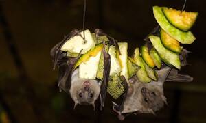 Ατρόμητοι οι Ινδονήσιοι: Συνεχίζουν να καταναλώνουν νυχτερίδες