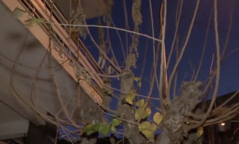 Το έντομο που καταστρέφει τις μουριές της Αθήνας (video)