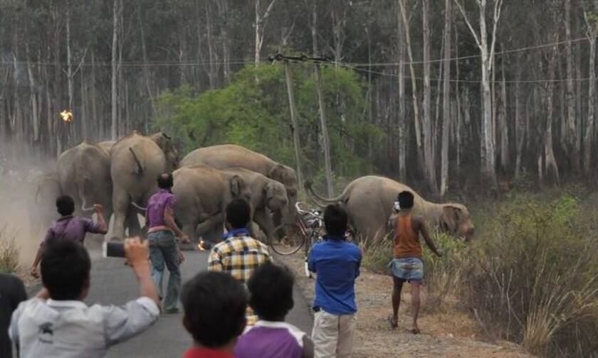 30 ελέφαντες κάνουν επίθεση σε άτυχη γυναίκα! (video)