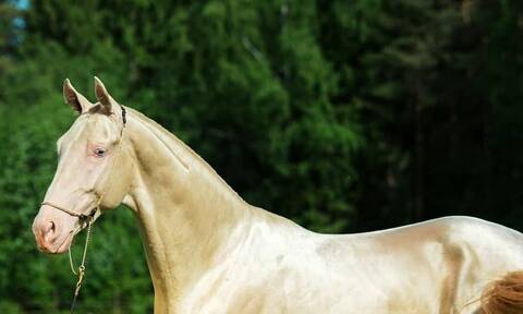 Το «χρυσαφένιο» άλογο που κάνει τους πάντες να παραληρούν (photos)
