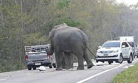 ΣΟΚ για οδηγό: Του όρμησαν ελέφαντες – Δείτε τι έκαναν στο αυτοκίνητό του (pics)