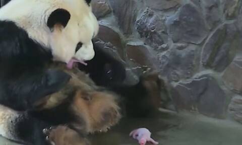 Panda - γίγας γεννά δίδυμα μπροστά στην κάμερα (video)